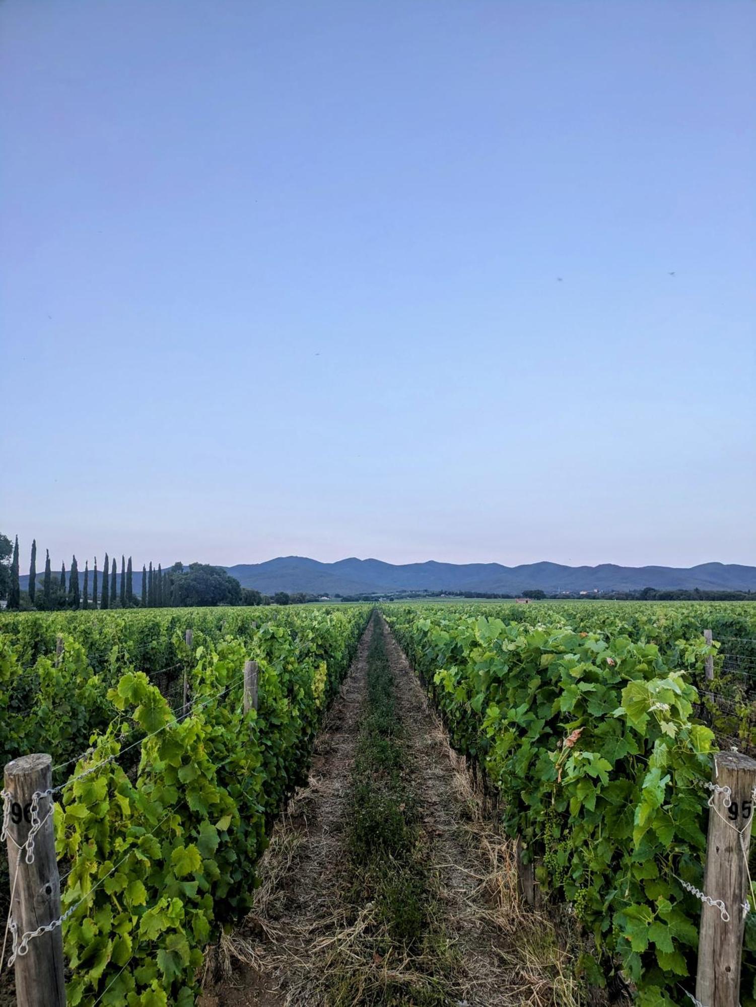 Agriturismo I Debbi ビッボーナ エクステリア 写真