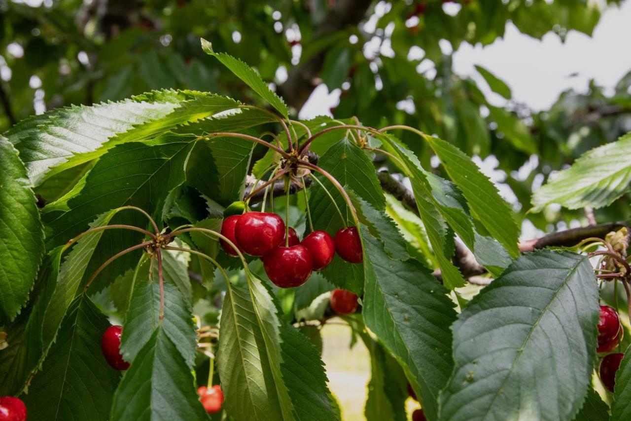 Agriturismo I Debbi ビッボーナ エクステリア 写真